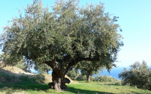 4 ελαιόδεντρα αναζητά ο Κουρής για να φυτευτούν σε καίριες θέσεις του Αργοστολίου