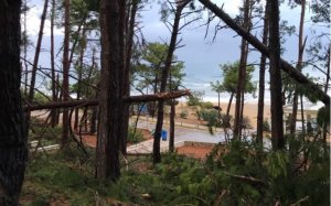 Κάτοικοι Σκάλας: Πρωτοβουλία του δήμου Αργοστολίου η απομάκρυνση κατεστραμμένων και επικίνδυνων δένδρων από το δασύλλιο της Σκάλας