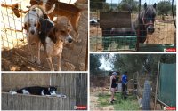Αργοστόλι: Καταφύγιο αδέσποτων ζώων Ark – Η "κιβωτός" της ανιδιοτελούς αγάπης! (εικόνες)