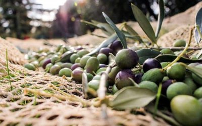 Ε.Α.Σ.: Βγήκε η απόφαση για τους ντόπιους Ελαιοπαραγωγούς που παίρνουν από 300€ έως 4.000€