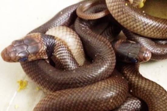 Δηλητηριώδη φίδια βρέθηκαν σε δωμάτιο μικρού παιδιού
