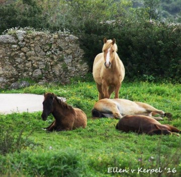 Τα άγρια άλογα του Αίνου βγήκαν βόλτα (εικόνες)