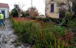 Κοινότητα Ριφίου: Καθαρίστηκε ο προαύλιος χώρος της οικίας του αειμνήστου Ζωγράφου Παναγή Γαβριελάτου (εικόνες)