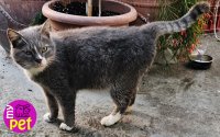 myPET: Χαρίζεται το εικονιζόμενο γατάκι (012)