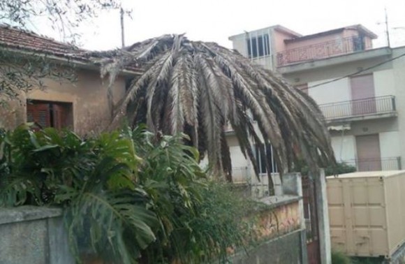 Αλλος ένας φοίνικας "νεκρός" στο Αργοστόλι