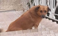 Βρέθηκε σκύλος στον Καραβάδο - Τον αναζητά κανείς;