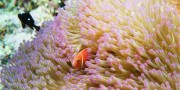 Yπερθέαμα με κοράλλια στο Πλανητάριο