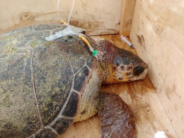 Υπέκυψε στα βαριά τραύματά της η χελώνα στη Σκάλα