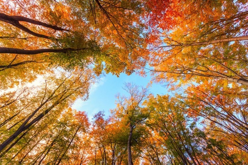 Γιατί τα φύλλα αλλάζουν χρώμα το φθινόπωρο;