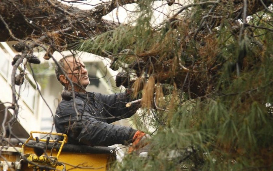 Δήμος Αργοστολίου: Ενημέρωση για κοπή επικίνδυνων κλαδιών δένδρων σε ιδιοκτησίες, τα οποία προεκτείνονται σε κοινόχρηστους χώρους