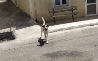 &Pi;&epsilon;&rho;&iota;&pi;&lambda;&alpha;&nu;&iota;έ&tau;&alpha;&iota; &sigma;&epsilon;  &Beta;&lambda;&alpha;&chi;ά&tau;&alpha; - &Lambda;&omicron;&upsilon;&rho;&delta;ά&tau;&alpha;, &tau;&omicron; &alpha;&nu;&alpha;&zeta;&eta;&tau;ά &kappa;&alpha;&nu;&epsilon;ί&sigmaf;;
