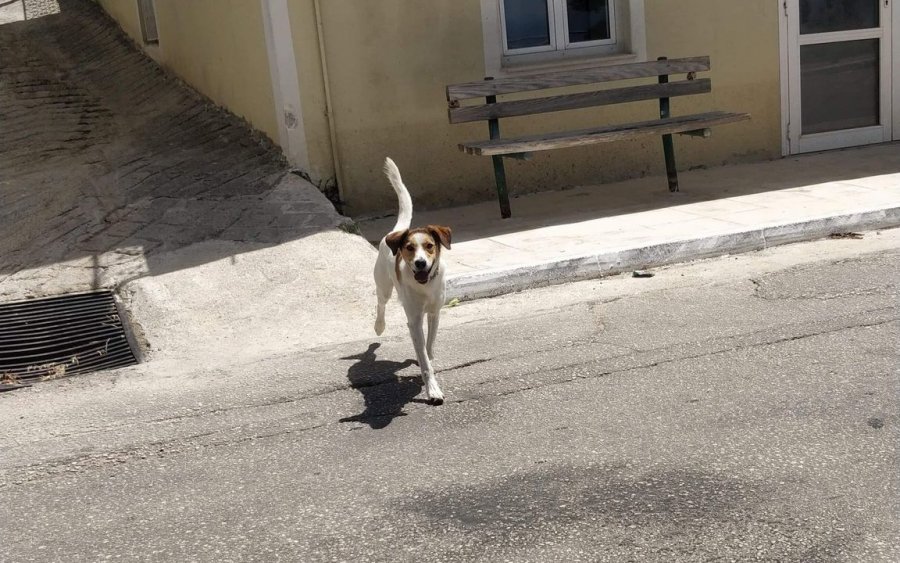 Περιπλανιέται σε  Βλαχάτα - Λουρδάτα, το αναζητά κανείς;