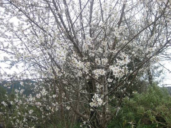 Όμορφή μου αμυγδαλιά γιατί βιάστηκες να ανθίσεις μες την βαρυχειμωνιά!