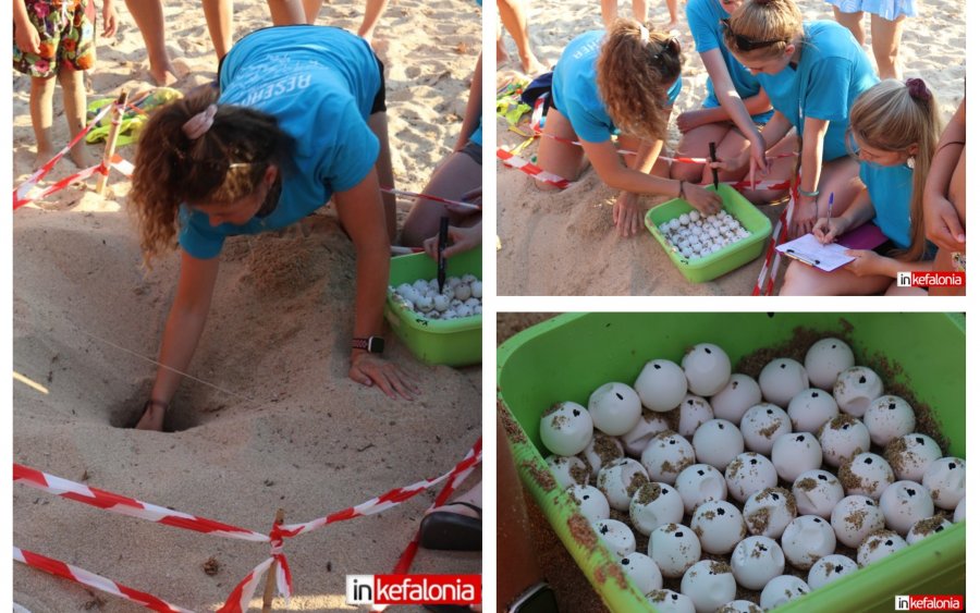 Αργοστόλι: Ούτε ένα, ούτε δύο, αλλά… 124 αυγά θαλάσσιας χελώνας Καρέτα Καρέτα εντοπίστηκαν στον Πλατύ Γιαλό! (εικόνες)
