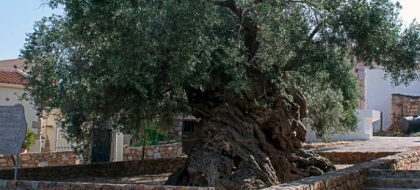 Το δέντρο στα Χανιά που τρέλανε τη NASA [εικόνες]