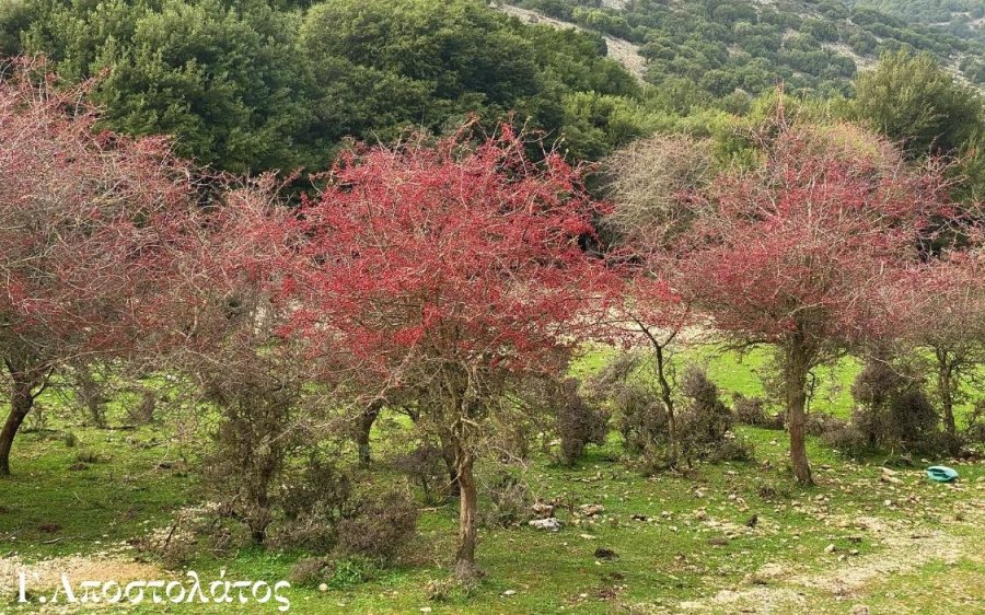 Με Κράταιγο στόλισε η φύση την Φαλάρη της Κεφαλονιάς (εικόνες)