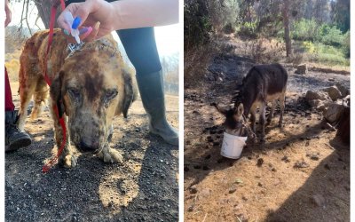 Εθελοντές πήγαν στις καμένες περιοχές να σώσουν ζώα- Εικόνες θλίψης