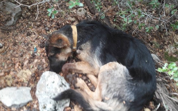 Ο εξωραϊστικός Επιμορφωτικός Σύλλογος Διλινάτων καταδικάζει την αποτρόπαια δολοφονία και απαντά!