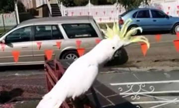 Παπαγάλος στην Αυστραλία τραγουδάει... «Σαν πας στην Καλαμάτα»!