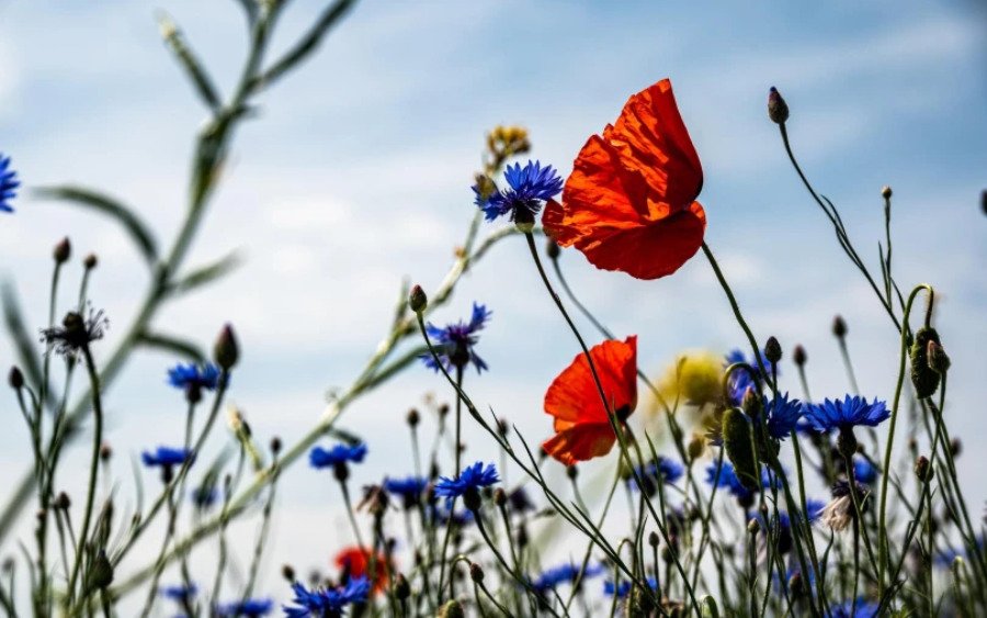 Κεφαλονιά: Ανοιξιάτικο σκηνικό στο νησί – Ήπια πτώση θερμοκρασίας και ασθενείς άνεμοι