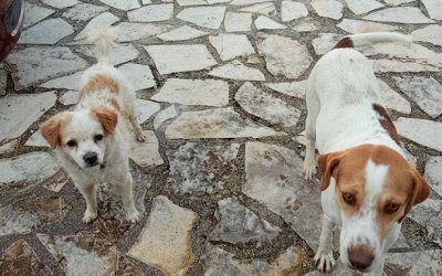 Δήμος Σάμης: Έξι σκυλάκια αναζητούν σπίτι