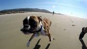 Συγκινητικό: Μπόξερ με δύο πόδια τρέχει και παίζει στην παραλία (video)