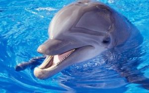 Νεκρό δελφίνι εντοπίστηκε στο Ληξούρι