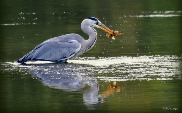 Αργοστόλι: Υπέροχες φθινοπωρινές εικόνες από την Λιμνοθάλασσα του Κουτάβου!
