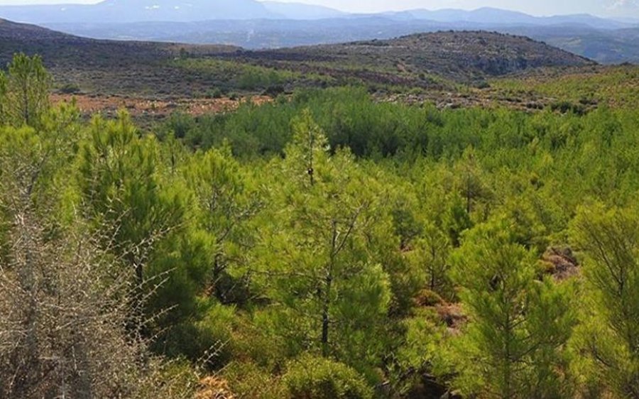 Δασικοί χάρτες: Παράταση έξι μηνών για υποβολή αντιρρήσεων και μείωση του τέλους κατά 50%