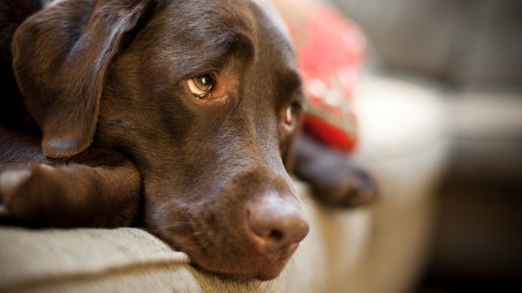 Παρέμβαση του Κώστα Βαρτελάτου για τα πεταμένα σκυλιά στα Διλινάτα