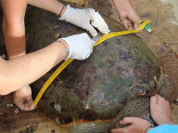 Δύο χελώνες Caretta caretta &quot;μαρκάρισε&quot; η Wildlife sense στο λιμάνι του Αργοστολίου