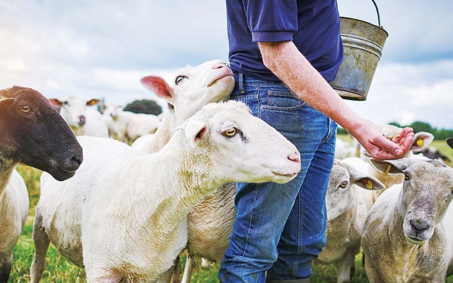 Ε.Α.Σ. : Επαναλειτουργεί η Πλατφόρμα Τηλεκπαίδευσης Κτηνοτρόφων για τη λήψη της συνδεδεμένης επιδότησης