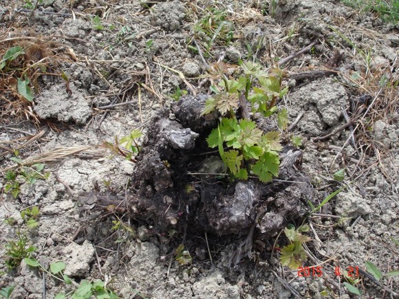 Η αναγέννηση του ομηρικού αμπελώνα της "Foivos wines" στο Ληξούρι