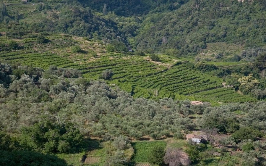 Δασικοί Χάρτες: οι κερδισμένοι και οι χαμένοι από την απόφαση του ΣτΕ