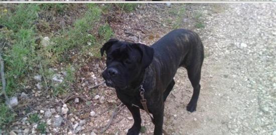 Χάθηκε η Ρέα στα Τρωιαννάτα (UPD)