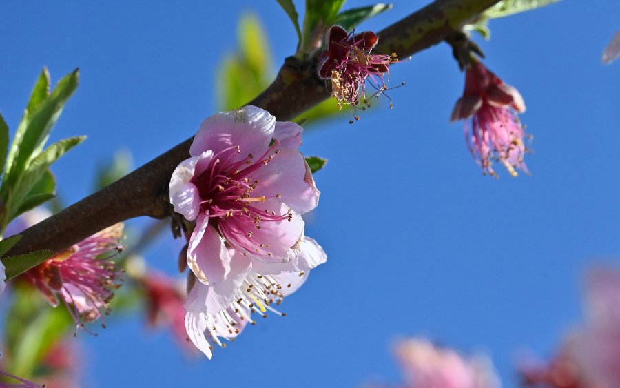 Με ανοιξιάτικο καιρό κλείνει ο Φεβρουάριος - Τι θα φέρει ο Μάρτης