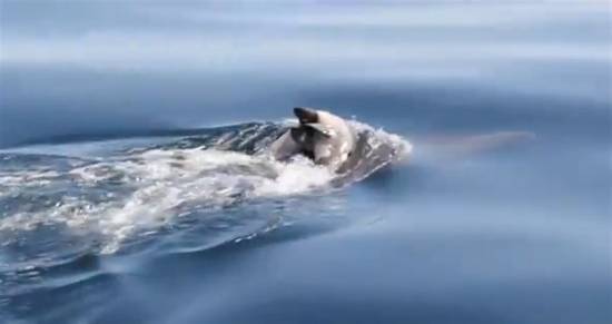 Bίντεο: Δελφίνι κουβαλάει το νεκρό μωρό του!