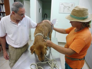 Ο Σύλλογος Ζωόφιλων "Ντόρις" για το περιστατικό με το σκυλάκι στις Κεραμειές