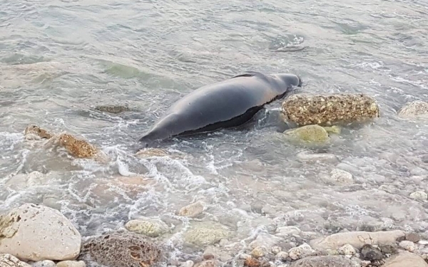Νεκρή φώκια ξεβράστηκε στον Πόρο (εικόνες)