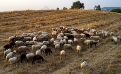 Περιφερειακή Ενότητα Κεφαλονιάς &amp; Ιθάκης: Ενημέρωση για την πανώλη των μικρών μηρυκαστικών