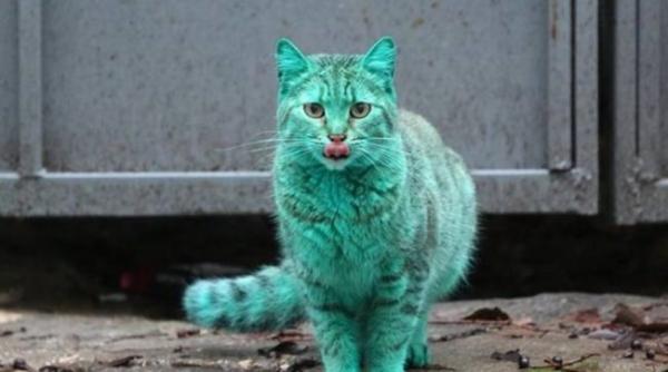 Λύθηκε το μυστήριο της «ραδιενεργής» γάτας από τη Ρουμανία