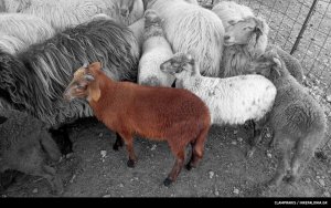 Κάτσενα: Το κεφαλονίτικο πρόβατο με τα ιδιαίτερα χαρακτηριστικά (COSMOS 96,5)