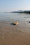 Νεκρή θαλάσσια χελώνα στην περιοχή της Λάσσης
