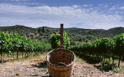 Ξεκίνησε η υποβολή αιτήσεων για αδειοδότηση νέων φυτεύσεων αμπελώνων με οινοποιήσιμες ποικιλίες
