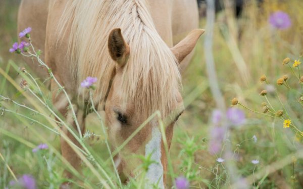 Τι απαντά το Υπ. Αγροτικής Ανάπτυξης για το καθεστώς προστασίας και διαχείρισης των αλόγων του Αίνου