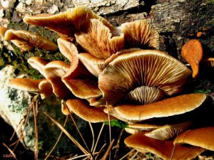 Σεμινάριο συλλογής και αναγνώρισης αγριων μανιταριών
