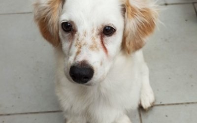 Η απίστευτη ιστορία του «Σταύρου», ενός σκύλου από την Λέσβο -Από παρατημένος σε σακί, γιγαντοαφίσα στο Λονδίνο [εικόνες]