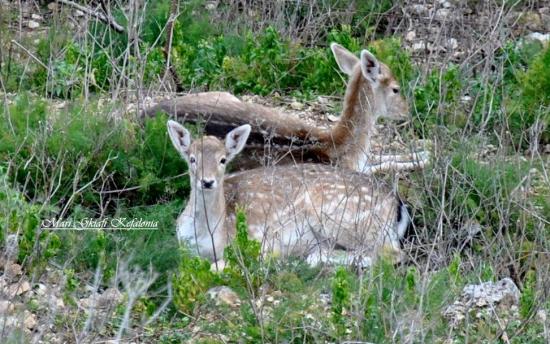 Η "άγρια" Κεφαλονίτικη ομορφιά... (εικόνες)