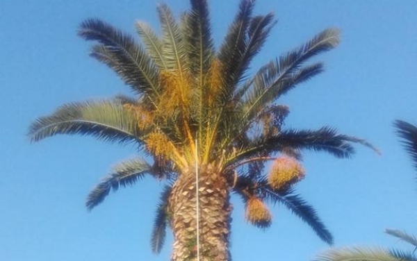 Γιατροί των Φοινίκων: Θεραπεία φοίνικα 15μ. στην Άσσο