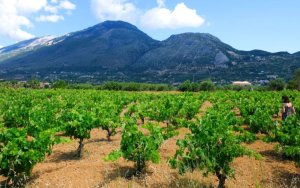 Δισέλιδο αφιέρωμα του &quot;ΒΗΜΑΤΟΣ&quot; στο Kefalonia Wine Hub και τον κεφαλονίτικο οίνο ανώτερης ποιότητας